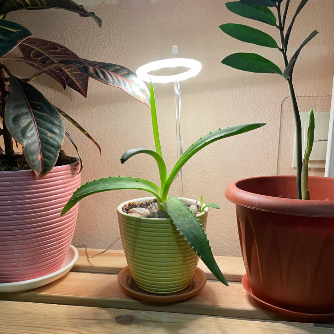 Plant halo light sale